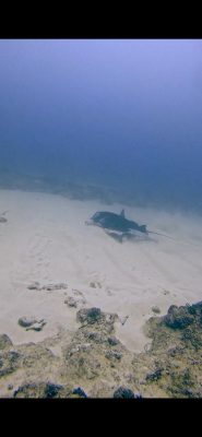 IMG_0694.jpeg