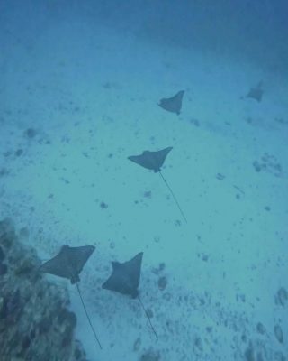 image1_2.jpeg