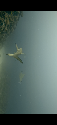 image0_2.png