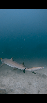 image0_5.png