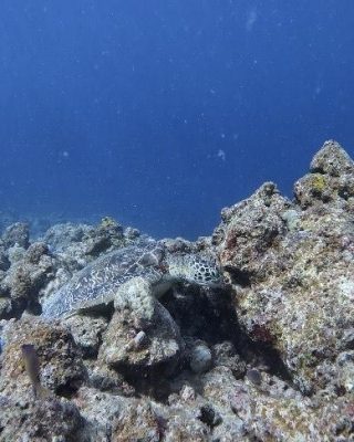 IMG_1313.jpeg