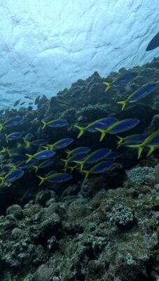 IMG_2225.jpeg