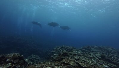 IMG_2316.jpeg