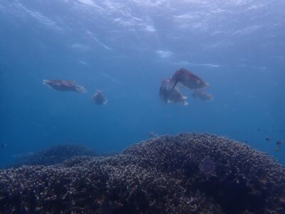 IMG_2355.jpeg