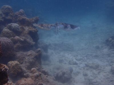 IMG_2356.jpeg