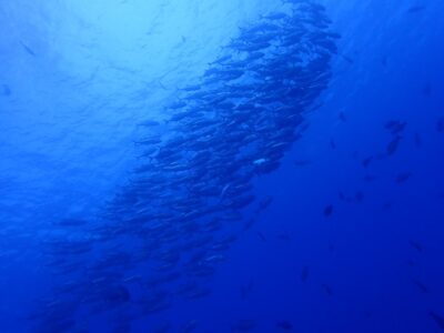 IMG_2988.jpeg