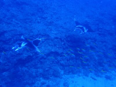 IMG_2991.jpeg